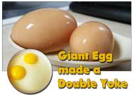Giant-Egg-Yoke